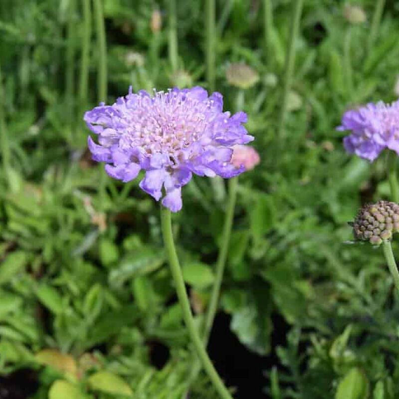 Scabiosa 'Butterfly Blue' ---